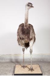 Emus